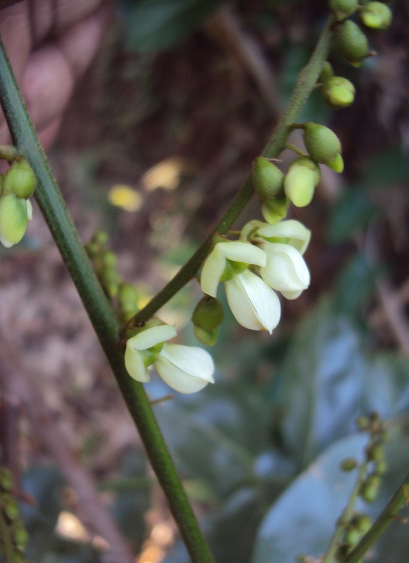 Aganope thyrsiflora photo 3