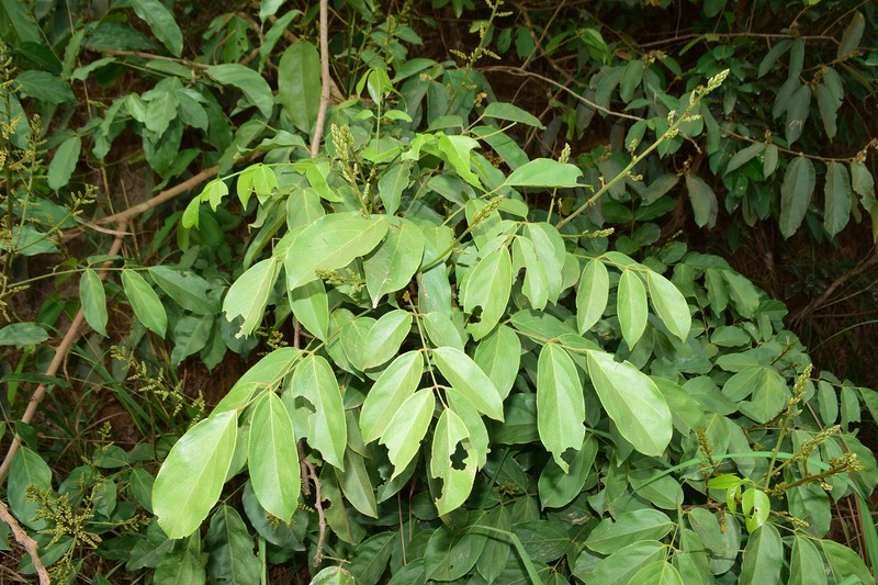 Aganope thyrsiflora photo 4