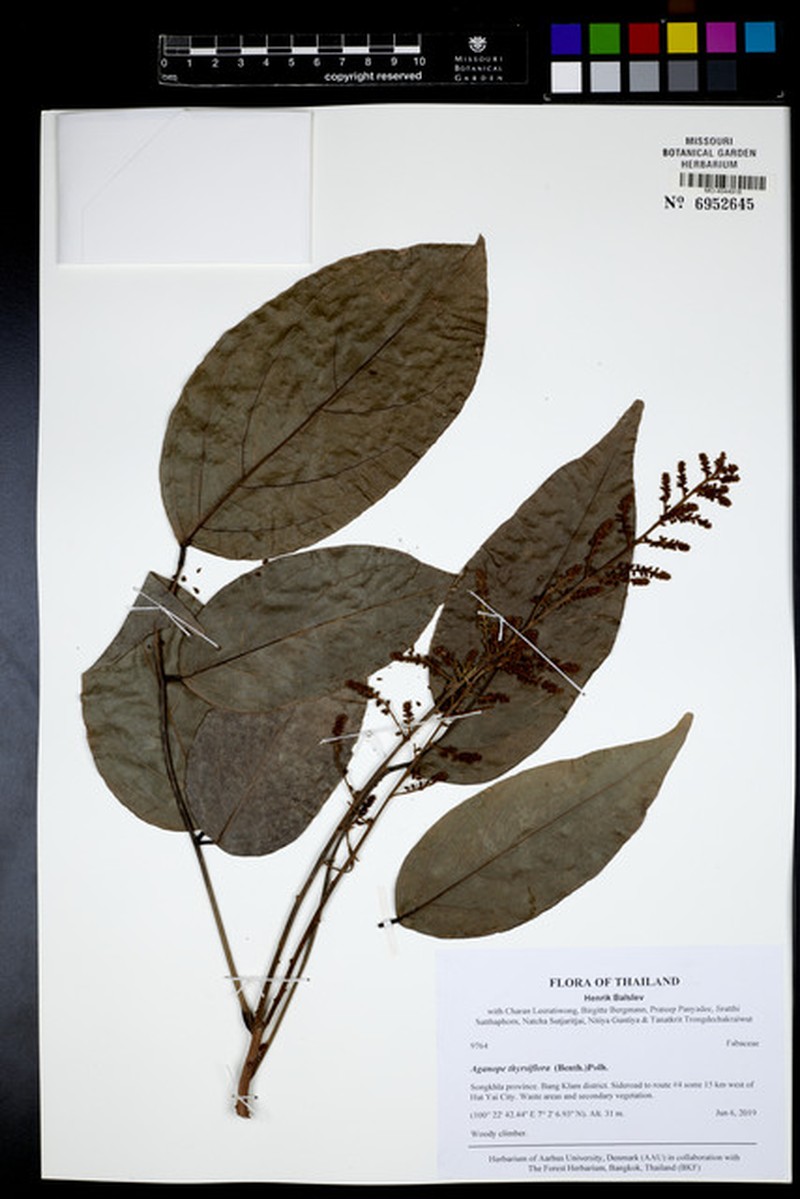 Aganope thyrsiflora photo 5