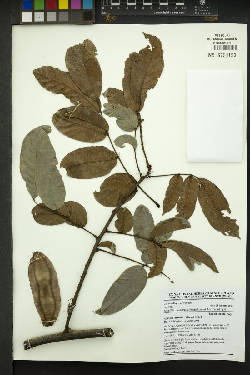 Aganope thyrsiflora photo 6