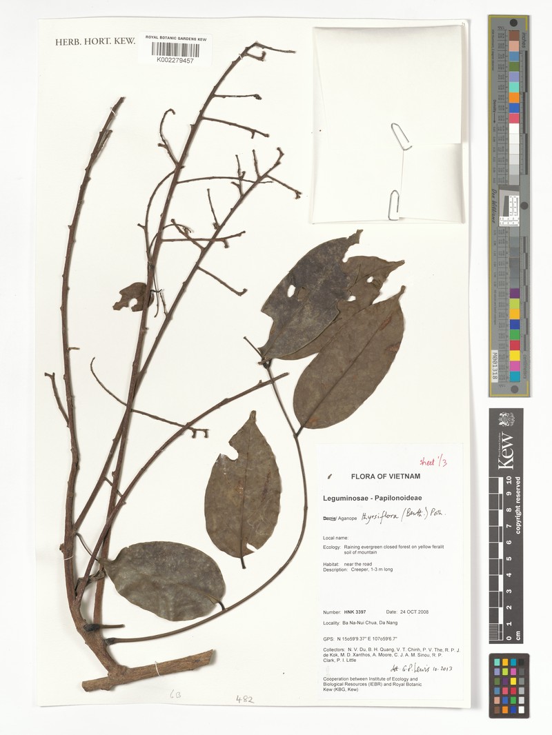 Aganope thyrsiflora photo 7