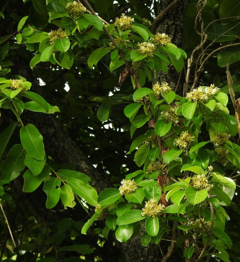 Aganosma cymosa photo 2