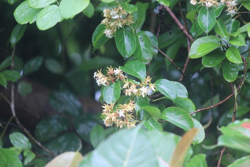 Aganosma cymosa photo 5