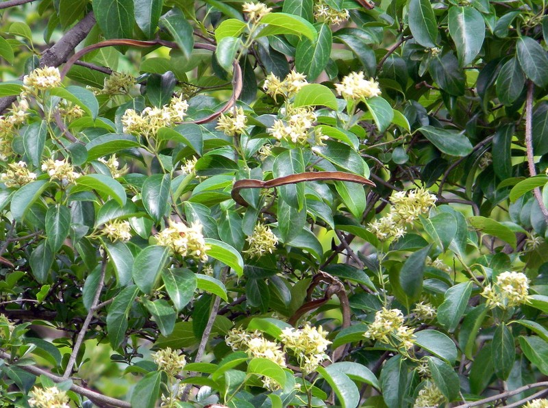 Aganosma cymosa photo 7
