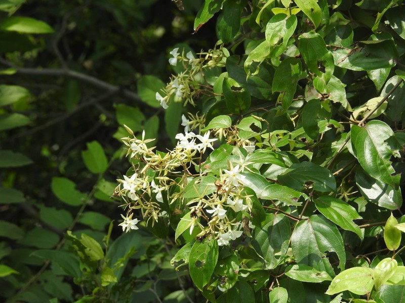 Aganosma heynei