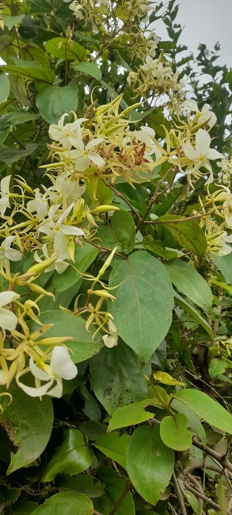 Aganosma heynei photo 2