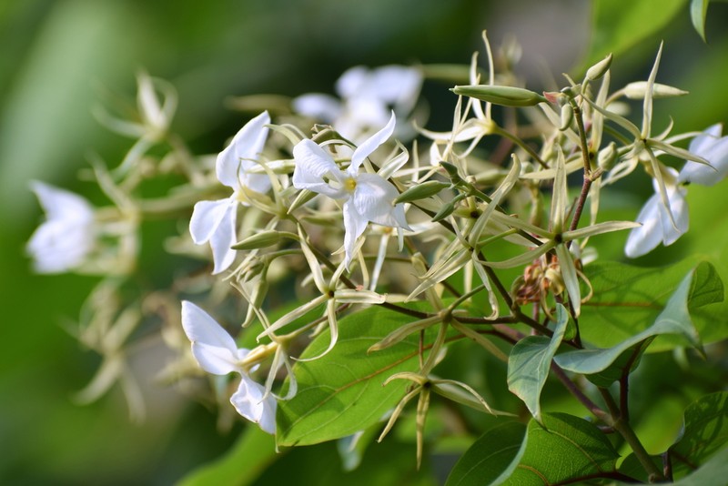 Aganosma heynei photo 3