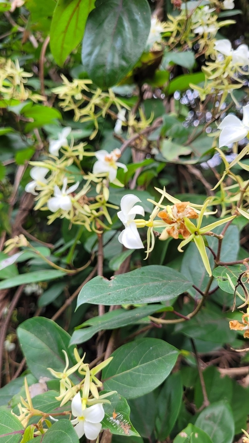Aganosma heynei photo 4