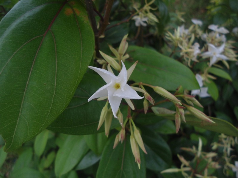 Aganosma heynei photo 5