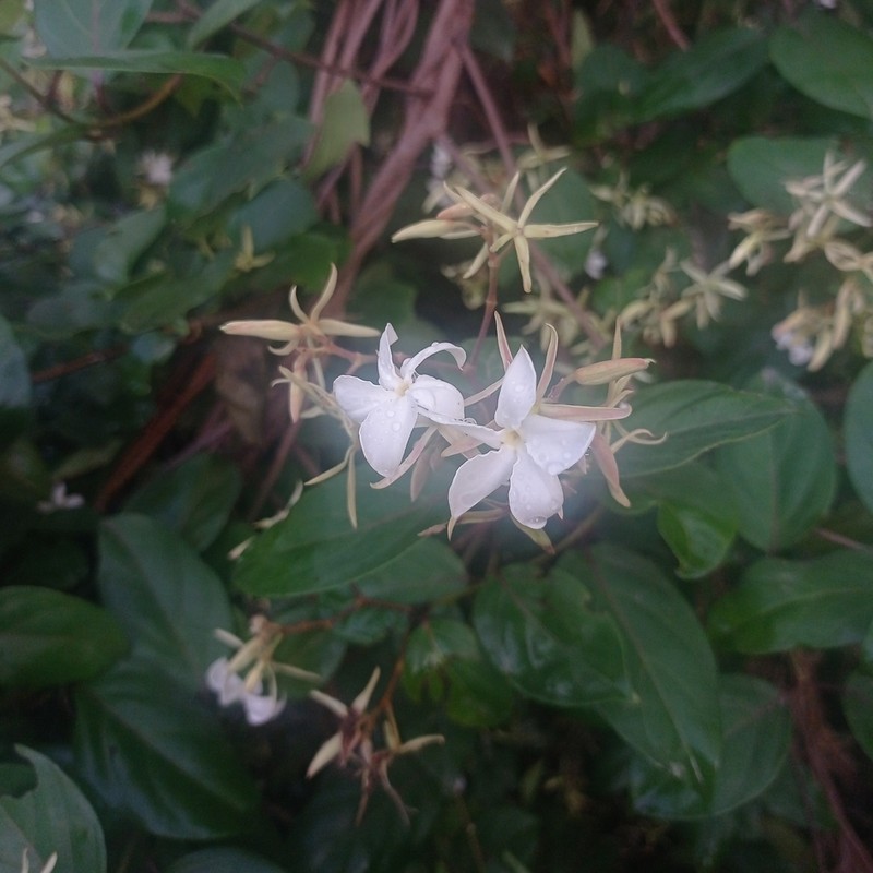 Aganosma heynei photo 6