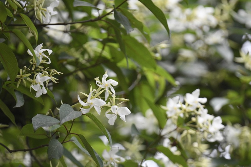 Aganosma heynei photo 8