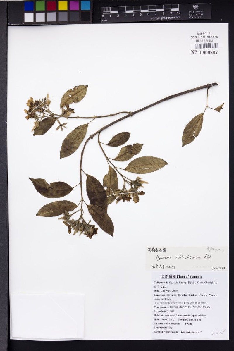 Aganosma schlechteriana