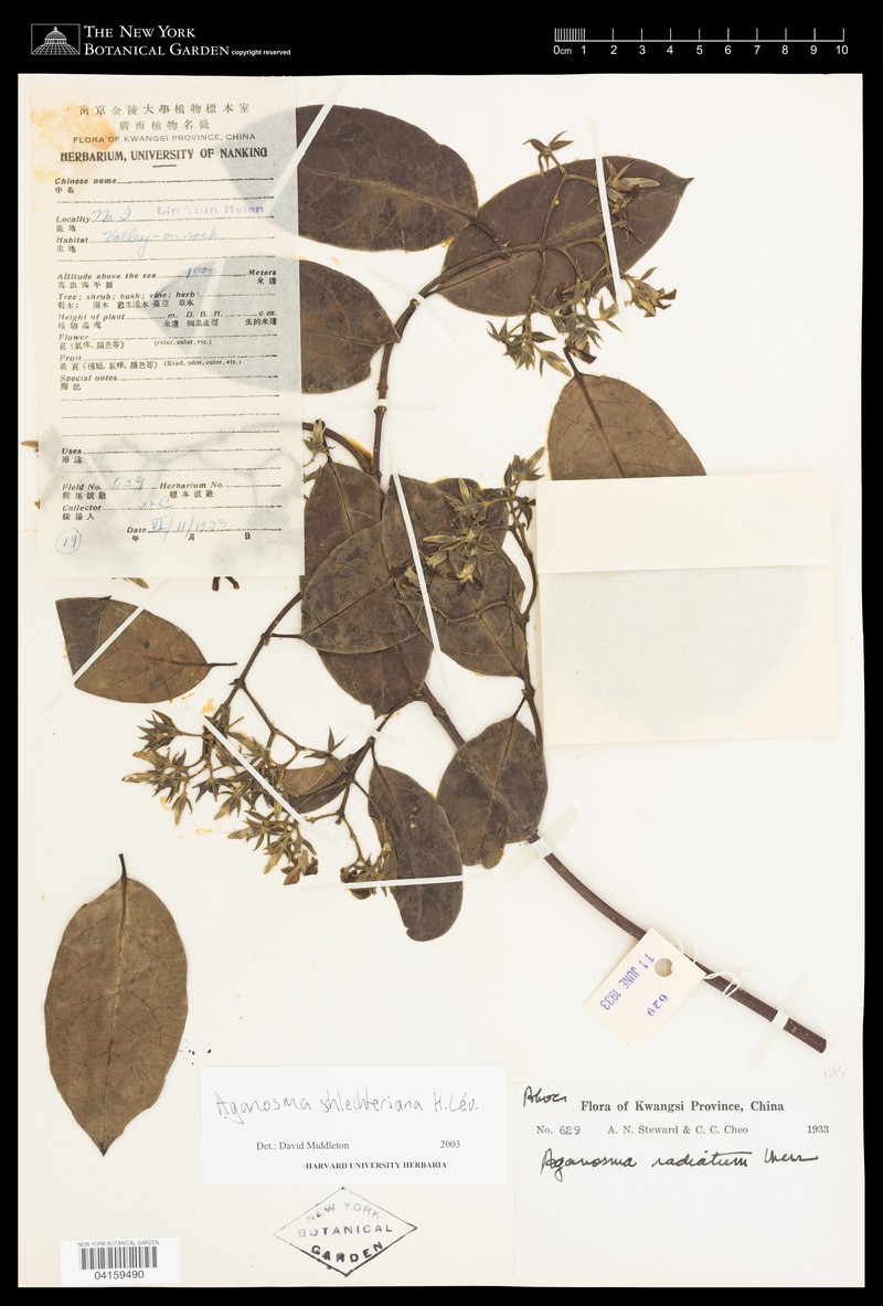Aganosma schlechteriana photo 2