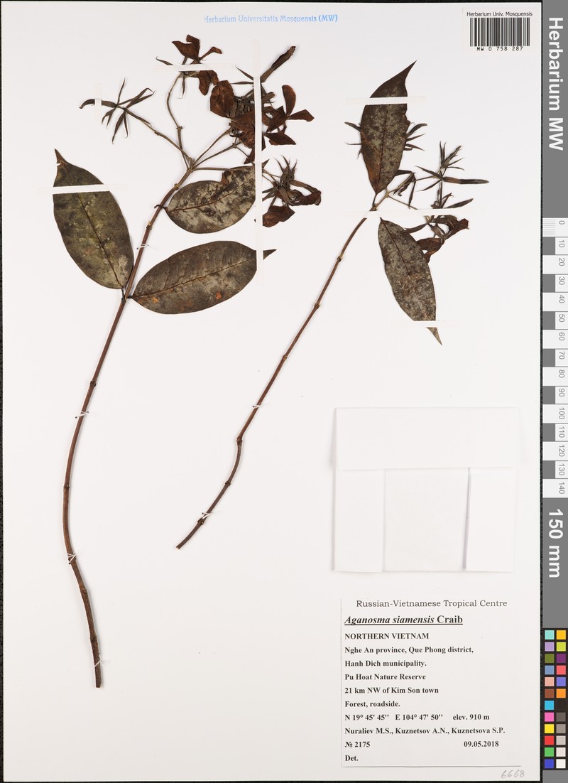 Aganosma siamensis