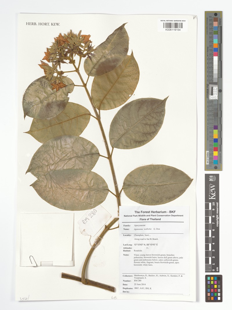 Aganosma wallichii