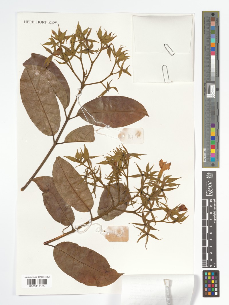 Aganosma wallichii photo 2
