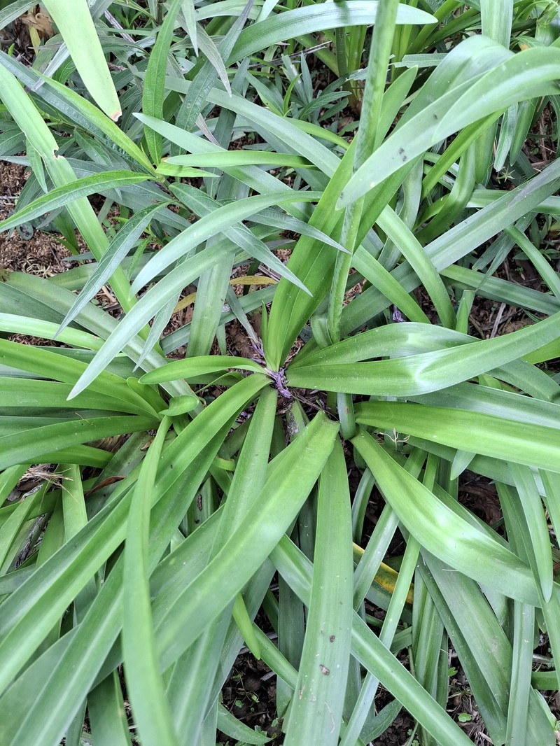 Lily Of The Nile photo 4