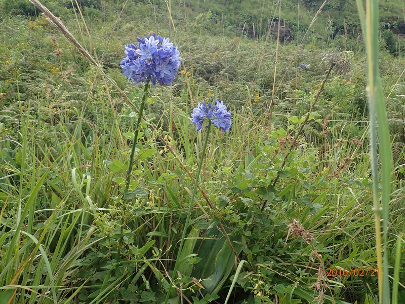 Agapanthus campanulatus