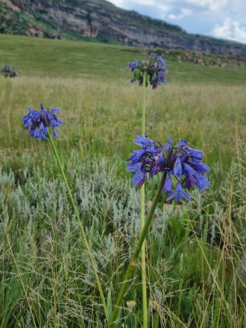 Agapanthus campanulatus photo 2