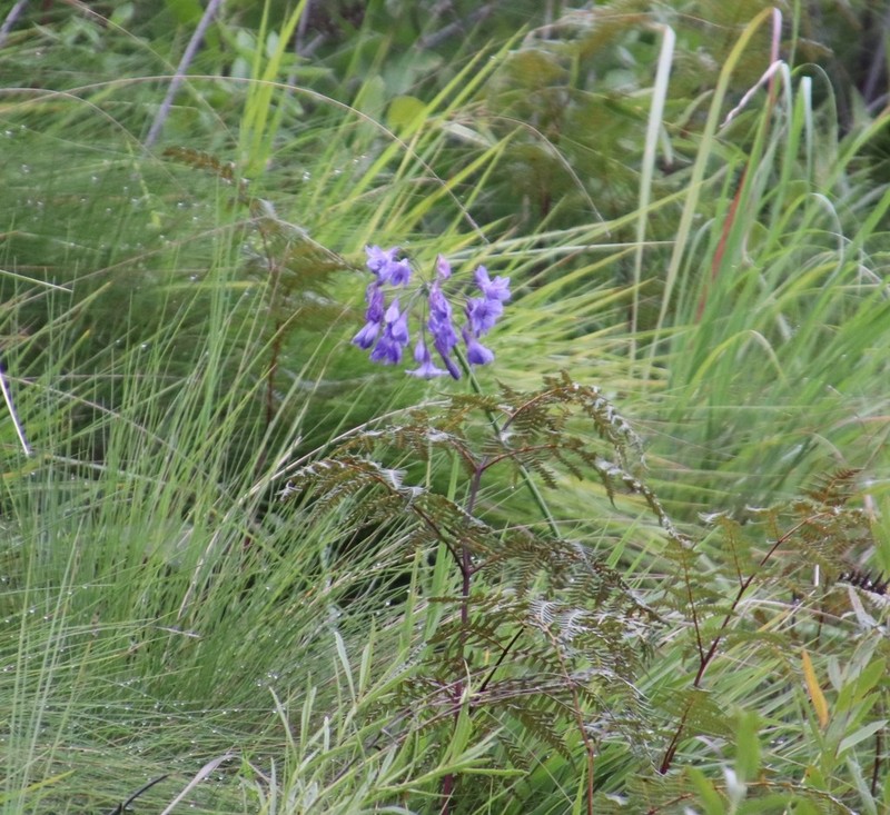 Agapanthus campanulatus photo 3