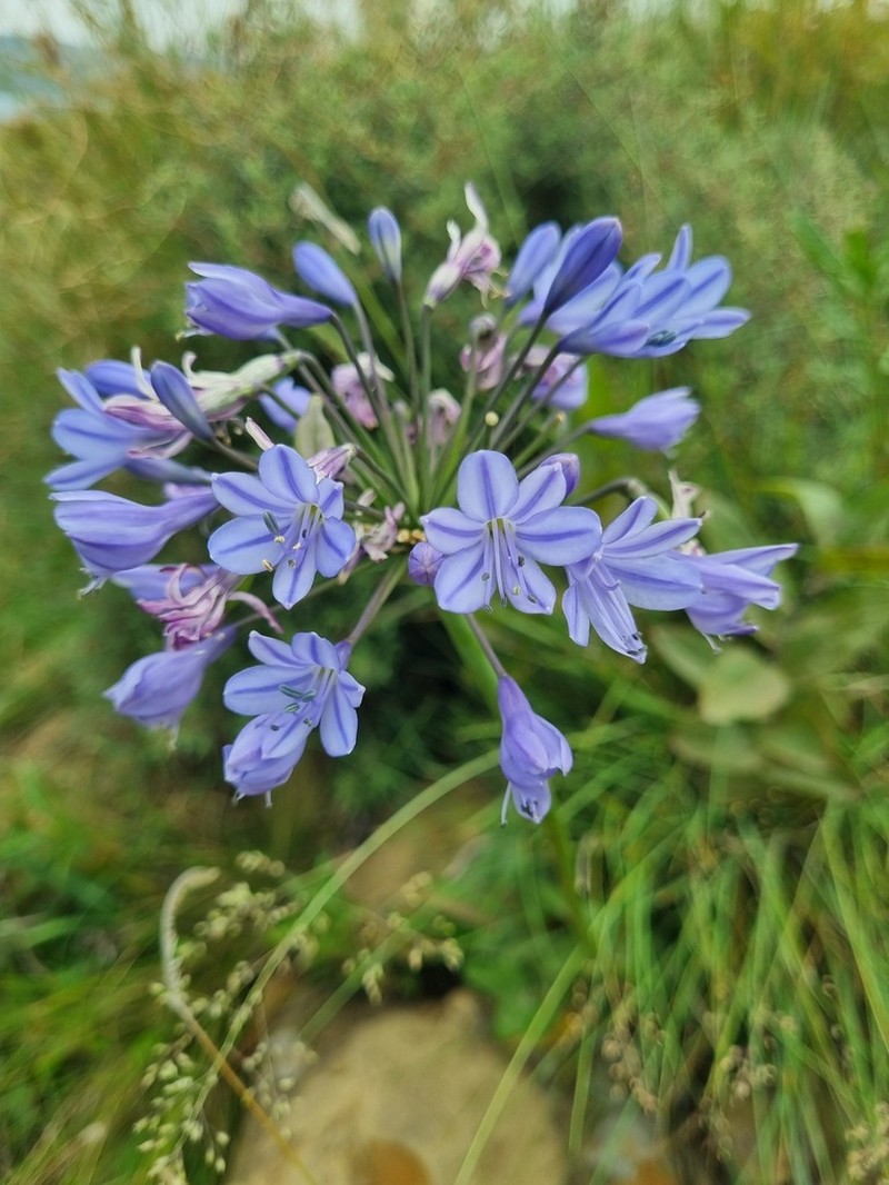Agapanthus campanulatus photo 5