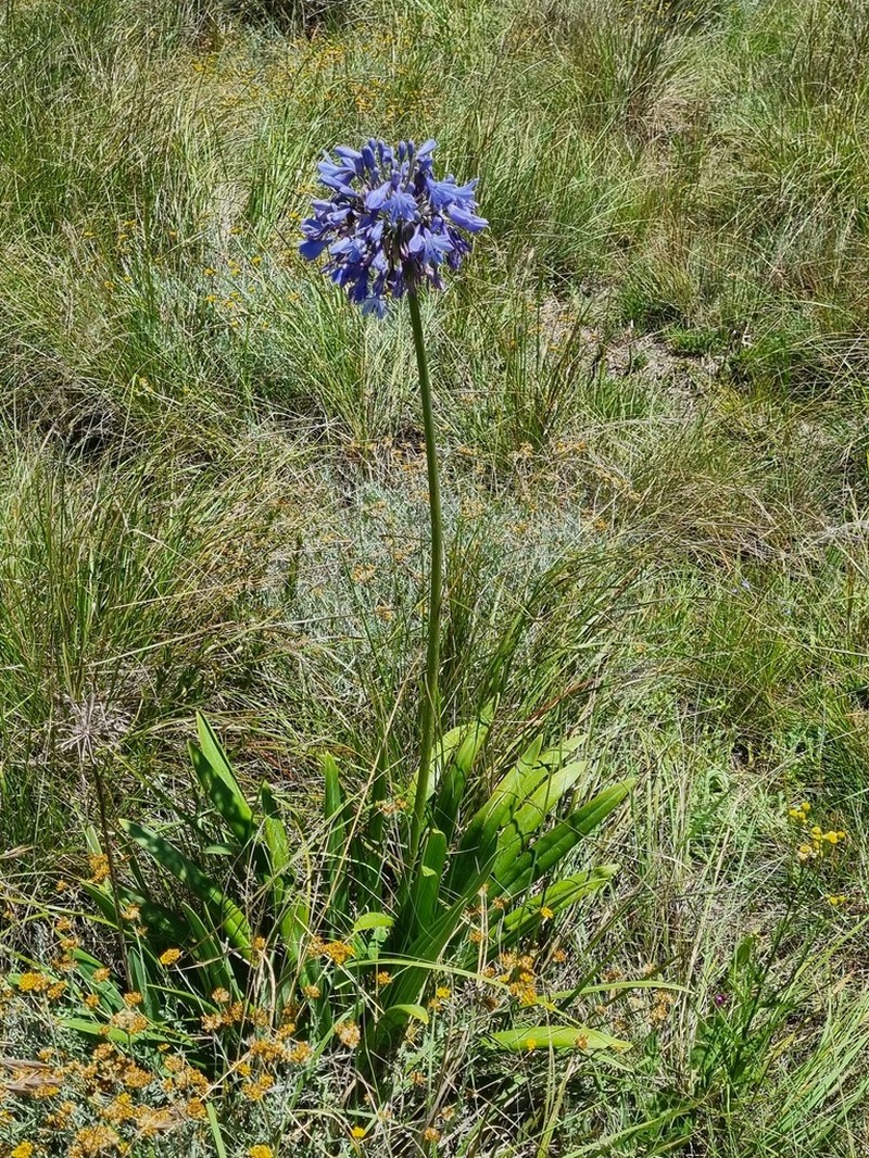 Agapanthus campanulatus photo 7