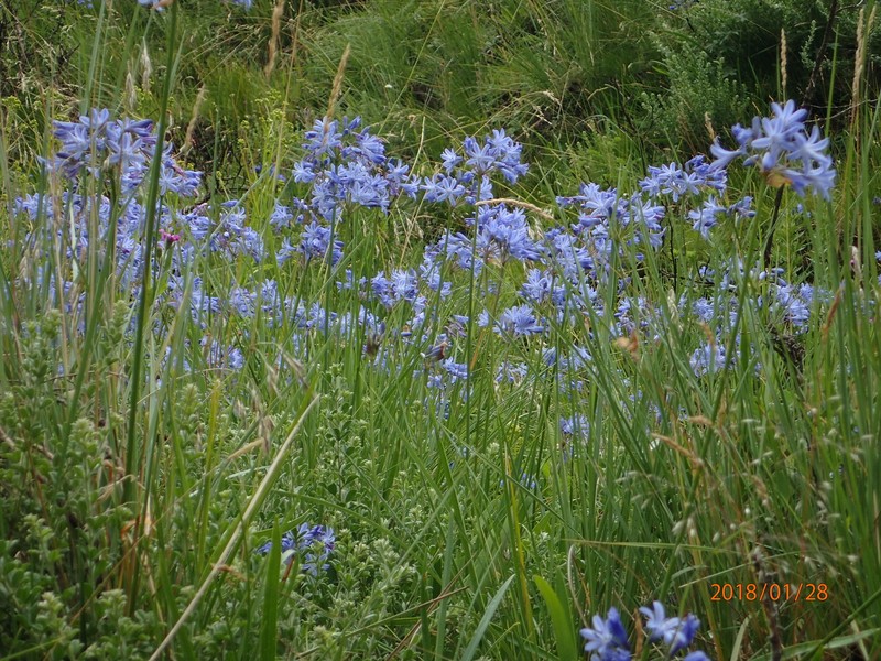 Agapanthus campanulatus photo 8