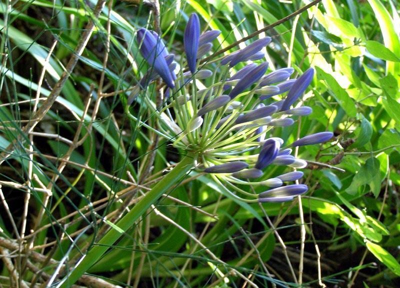 Agapanthus caulescens photo 2