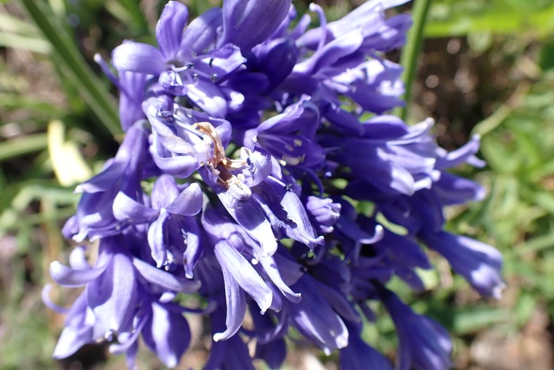 Agapanthus caulescens photo 3