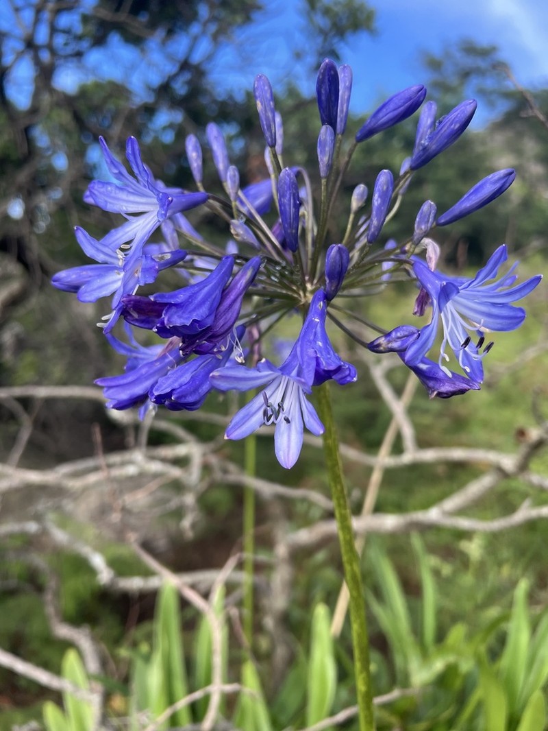 Agapanthus caulescens photo 4
