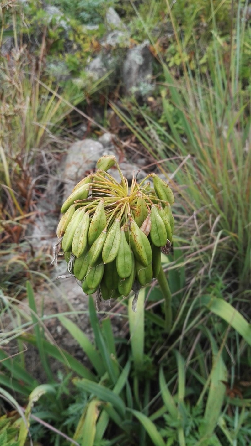 Agapanthus caulescens photo 5