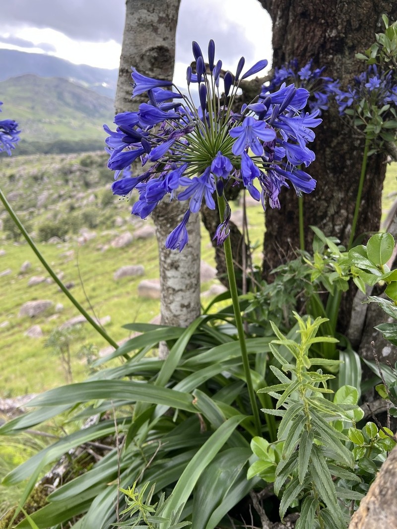 Agapanthus caulescens photo 6