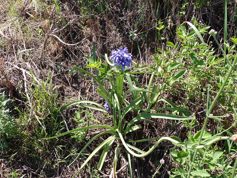 Agapanthus caulescens photo 7