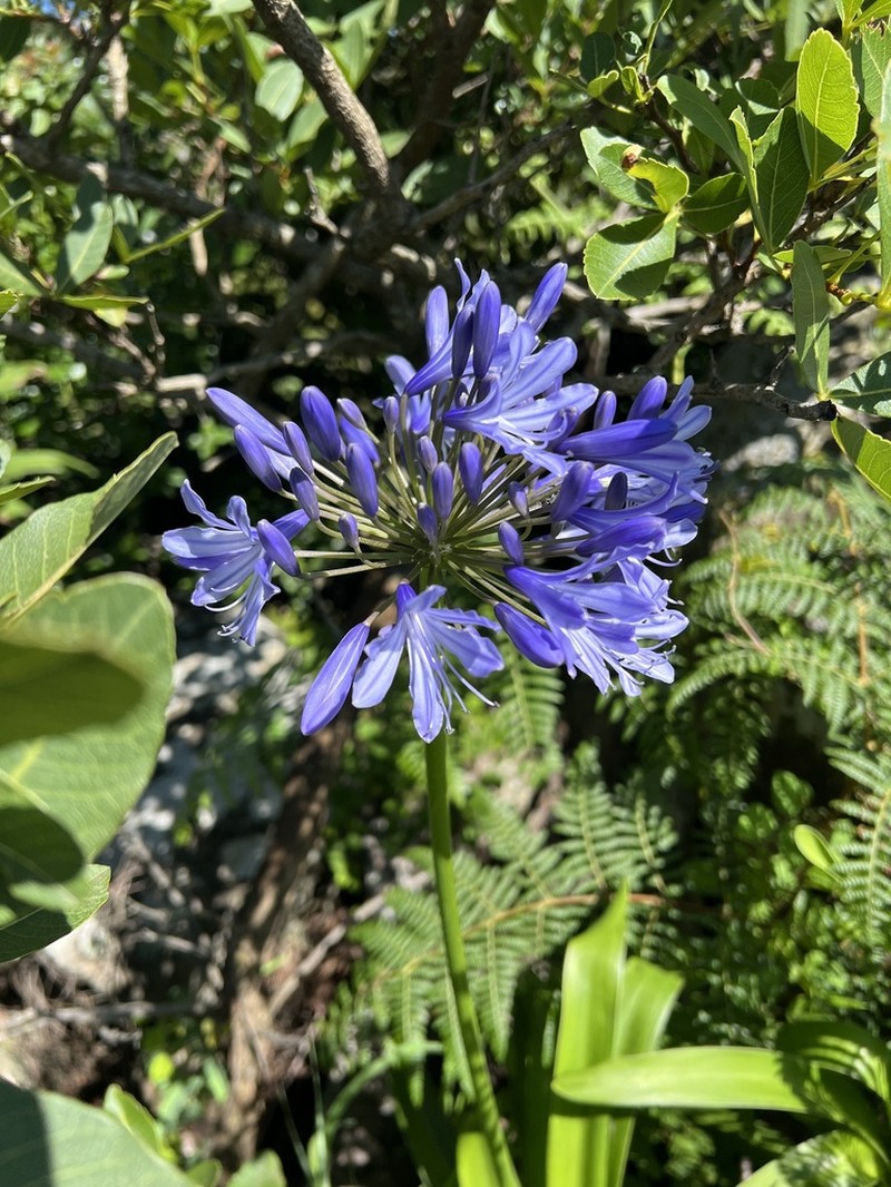 Agapanthus caulescens photo 8