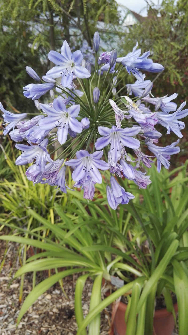 Agapanthus coddii