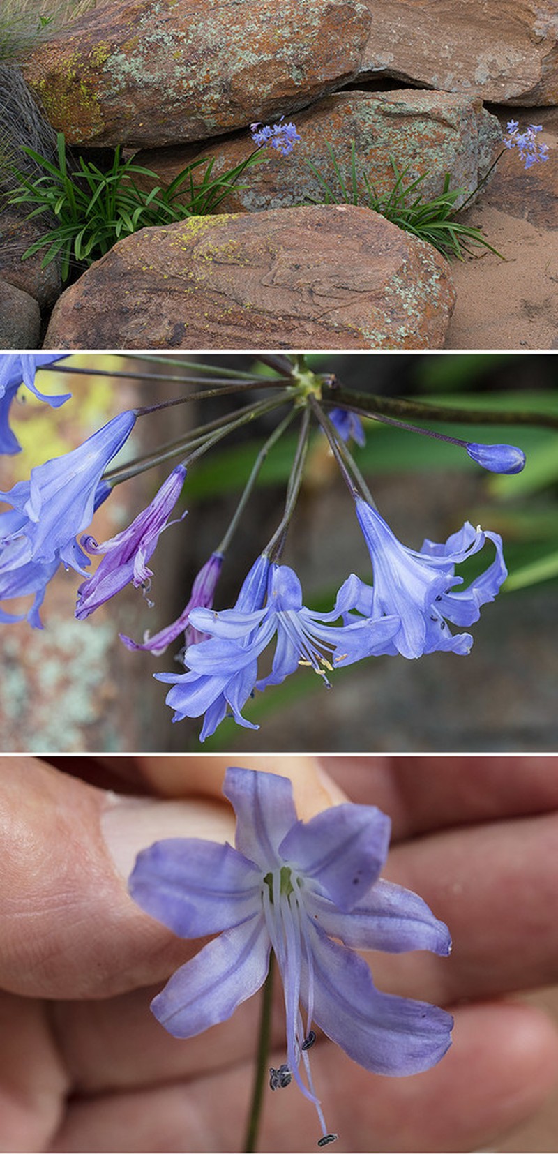 Agapanthus coddii photo 2