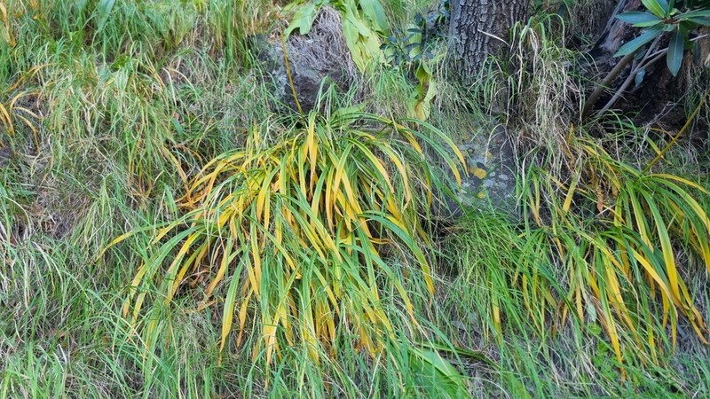 Agapanthus coddii photo 3