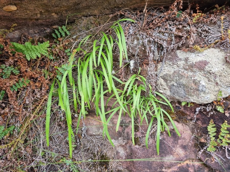 Agapanthus coddii photo 4