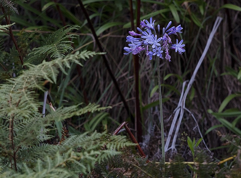 Agapanthus coddii photo 6