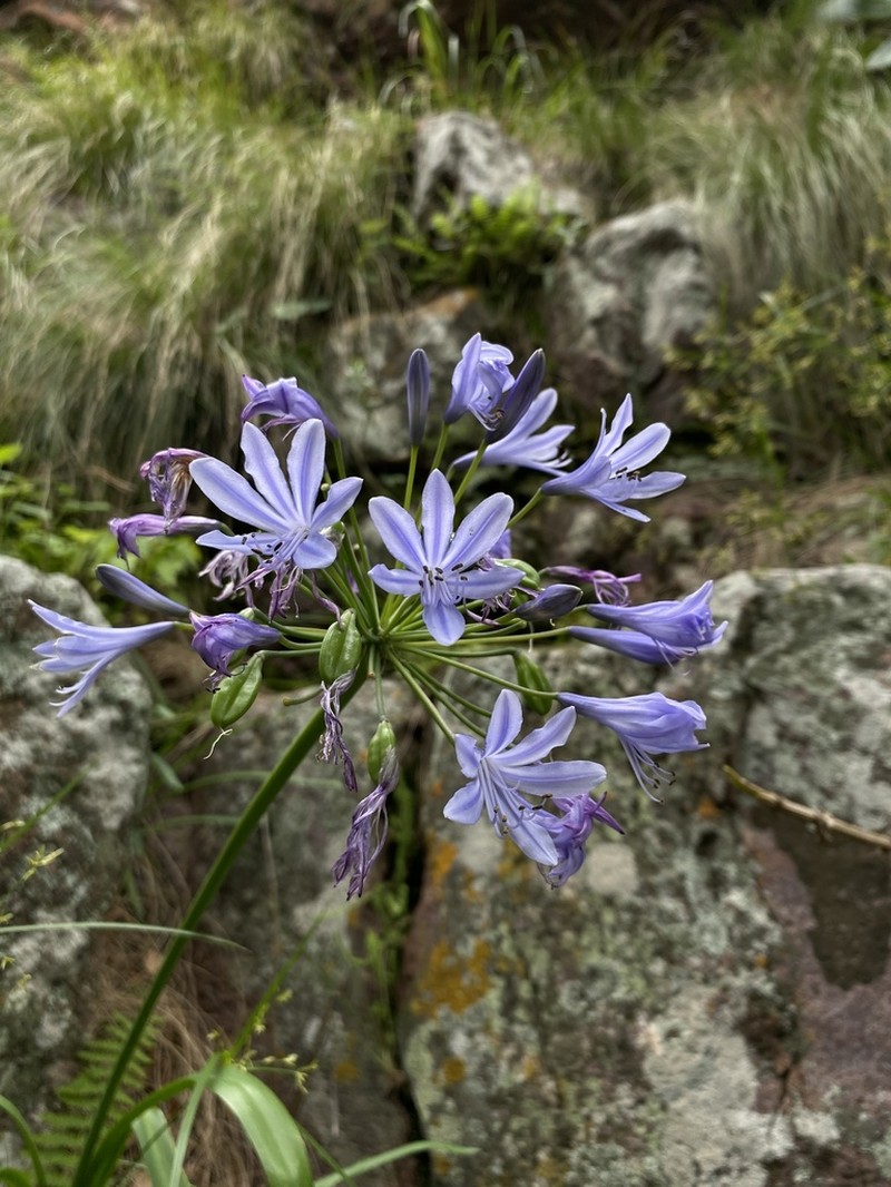 Agapanthus coddii photo 7