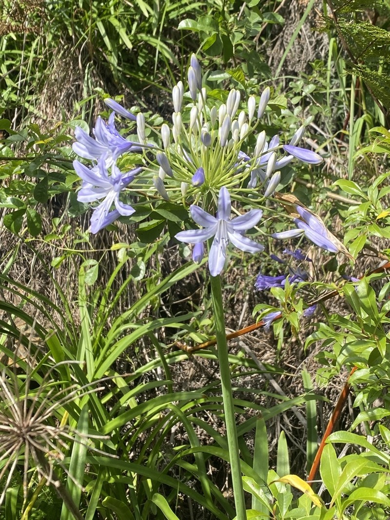 Agapanthus coddii photo 8