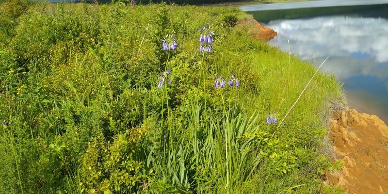 Agapanthus inapertus photo 2