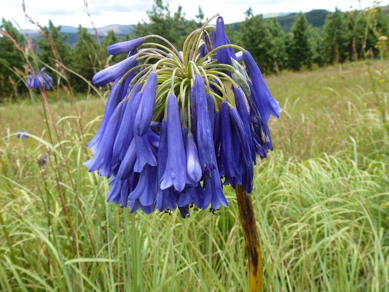 Agapanthus inapertus photo 3