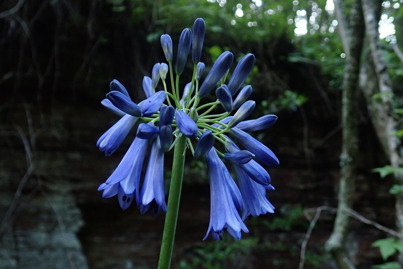 Agapanthus inapertus photo 4