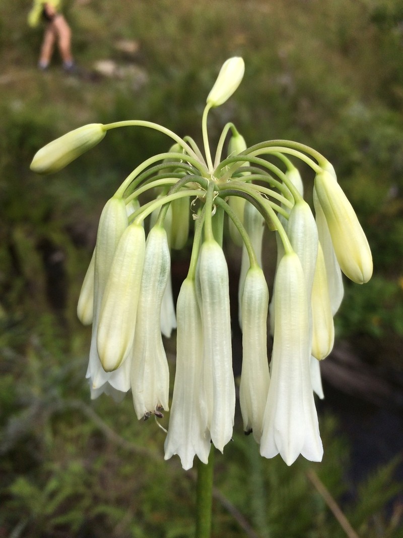 Agapanthus inapertus photo 5