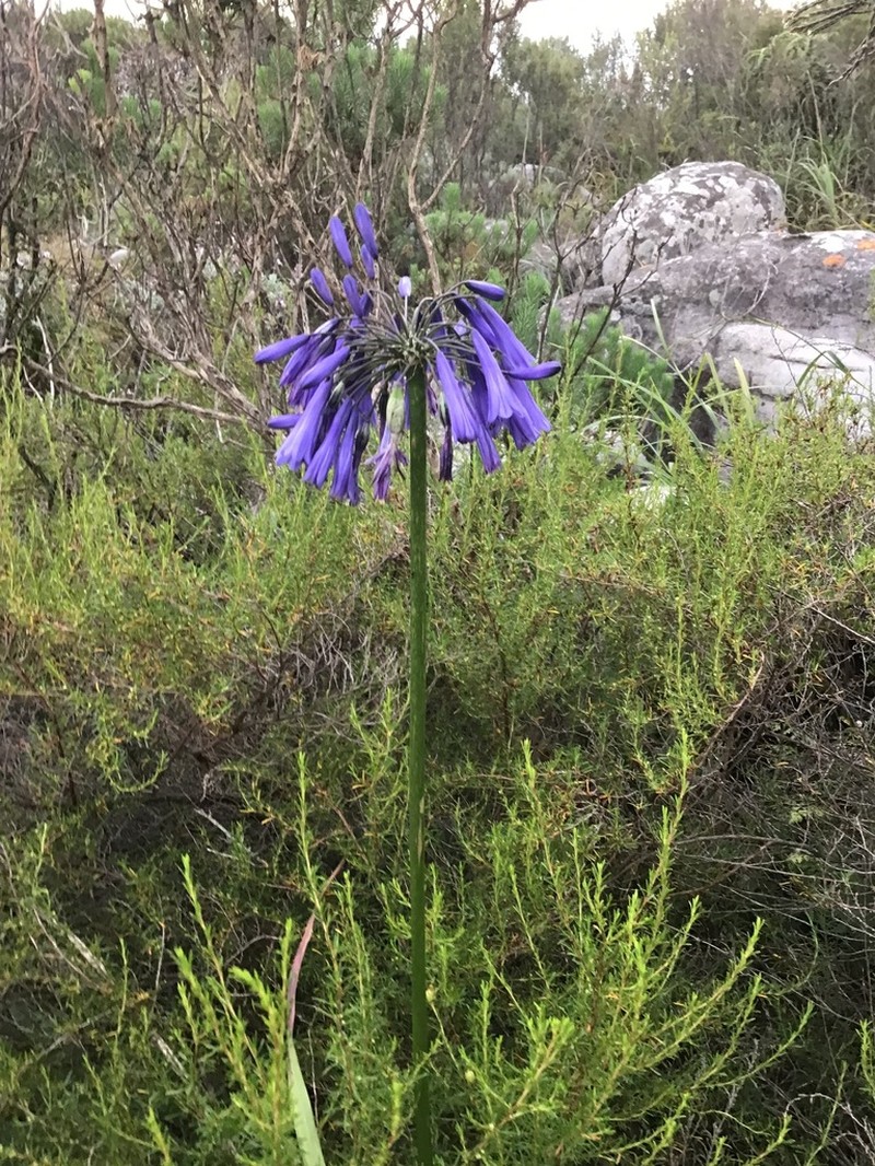 Agapanthus inapertus photo 6