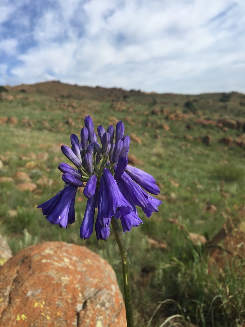 Agapanthus inapertus photo 7