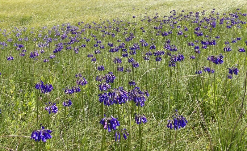 Agapanthus inapertus photo 8