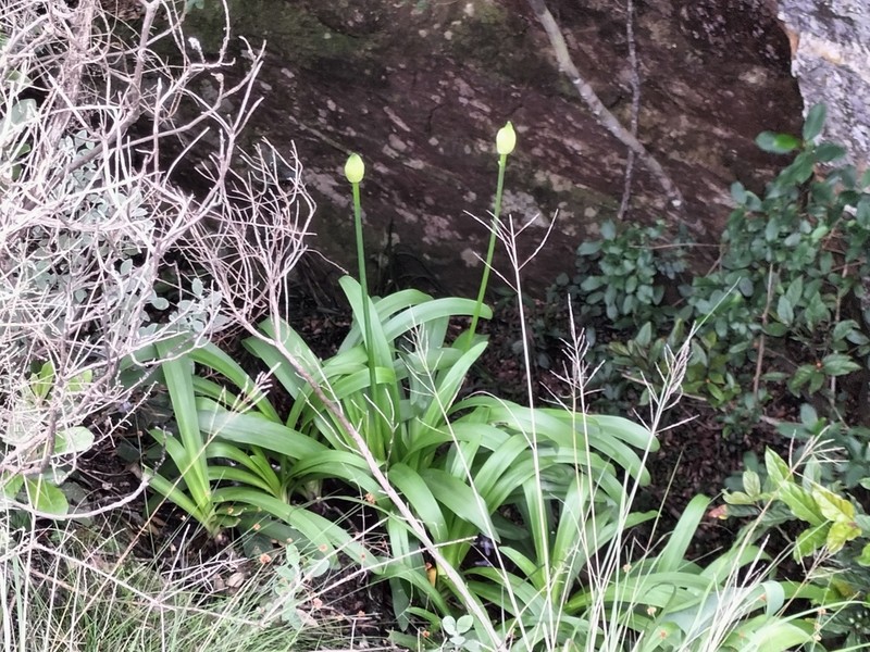 Agapanthus pondoensis