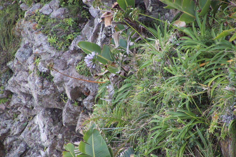 Agapanthus pondoensis photo 2